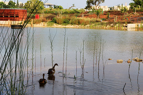 יאוריות באגם. צילום: יעקב שקולניק