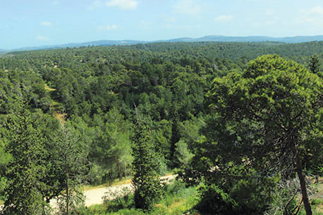 נוף ביער חוף הכרמל. צילום: פנינה לבנון, קקל