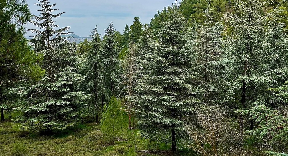 יער ביריה מירון. צילום: אמיר הרמס