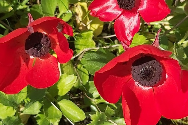 נורית אסיה פורחת בצפון. צילום: טובית שפירא