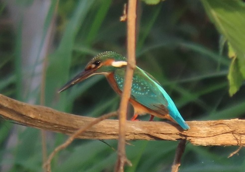 שלדג גמדי. צילום: ענבר שלומית כהן, קקל