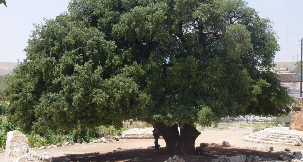 עץ אלון התבור