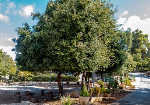 עץ אלון התבור