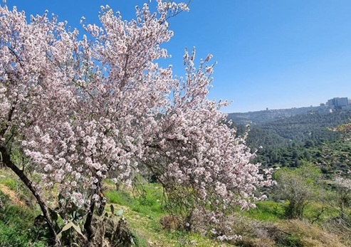 פריחת השקדיה בפארק בגין. צילום: עדי טנא נתן, קק"ל