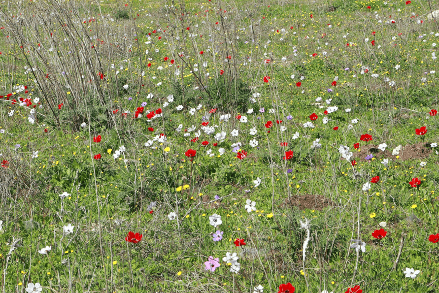 כלנית מצויה בשלל צבעים. צילום: יעקב שקולניק, ארכיון הצילומים של קק''ל