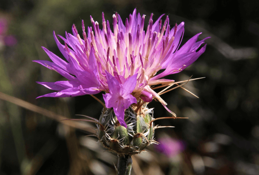 דרדר גדול פרחים. צילום: יעקב שקולניק, ארכיון הצילומים של קקל