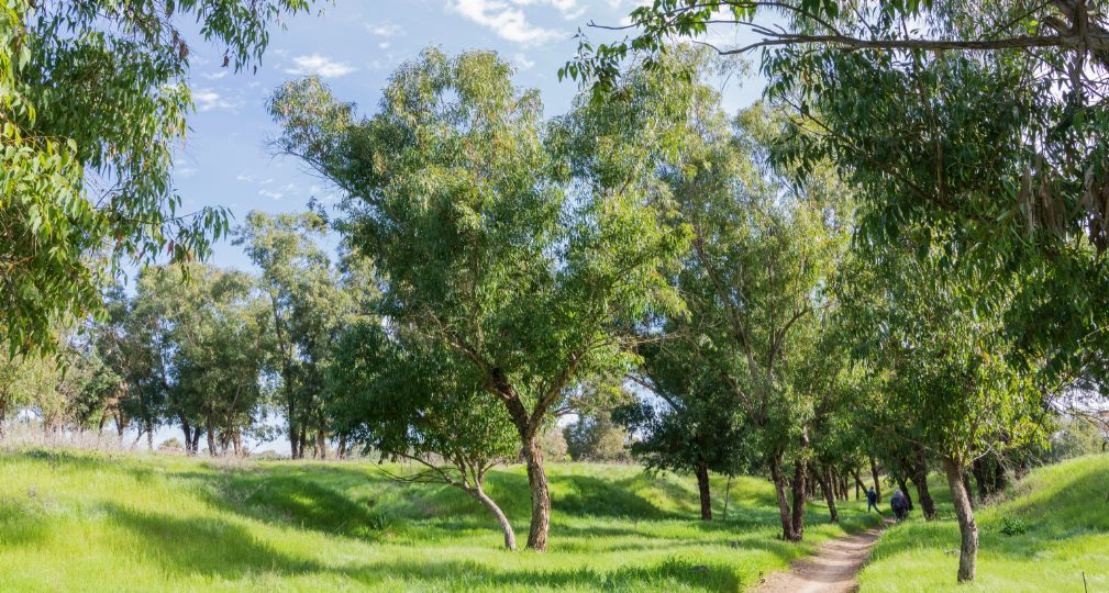 עץ איקליפטוס