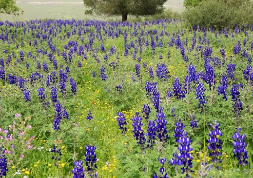 תורמוס ההרים. צילום: יעקב שקולניק, ארכיון הצילומים של קקל