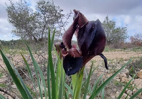 אירוס שחום. צילום: אהוד מור-יוסף, קקל