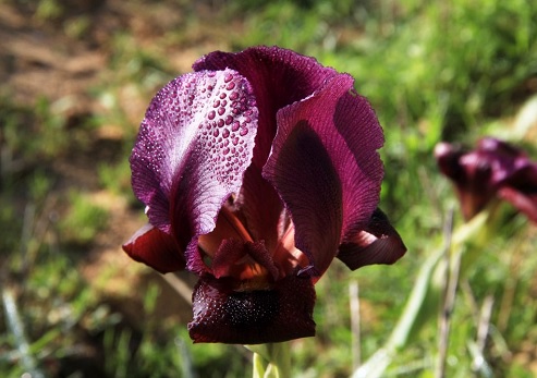 אירוס הארגמן