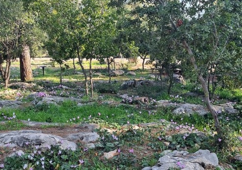 רקפות ביער יהדות תימן. צילום: עדי טנא, קקל