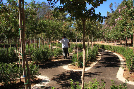 מבוך העצים ביער אילנות.  צילום: יעקב שקולניק