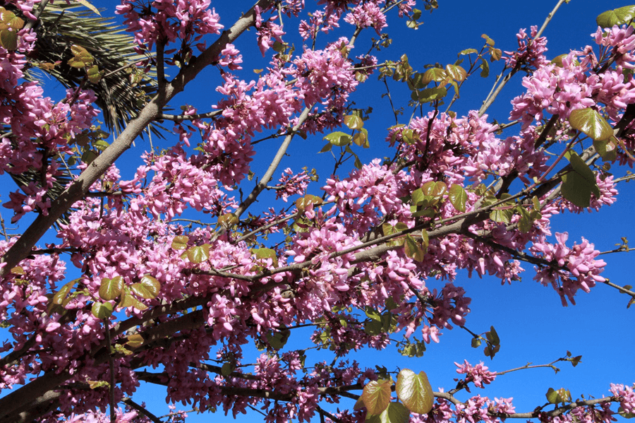 פריחת כליל החורש. צילום: יעקב שקולניק, ארכיון הצילומים של קקל