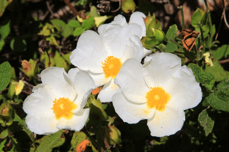 לוטם מרווני. צילום: יעקב שקולניק, ארכיון הצילומים של קקל