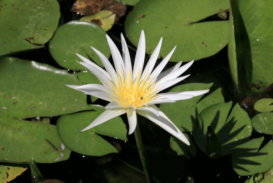נימפאה לבנה. צילום: יעקב שקולניק, ארכיון הצילומים של קקל
