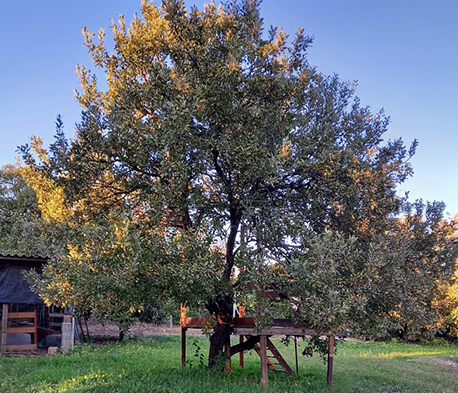 האלון בחצרו של אברהם נדל ברמות השבים. צילום: אברהם נדל