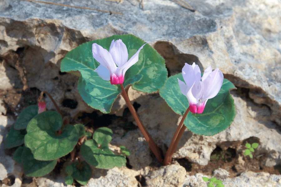 רקפת מצויה. צילום: יעקב שקולניק, ארכיון הצילומים של קקל