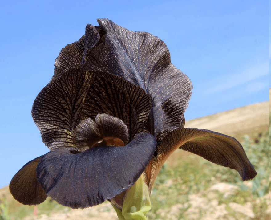 איריס שחום. צילום: יעקב שקולניק, ארכיון הצילומים של קק''ל