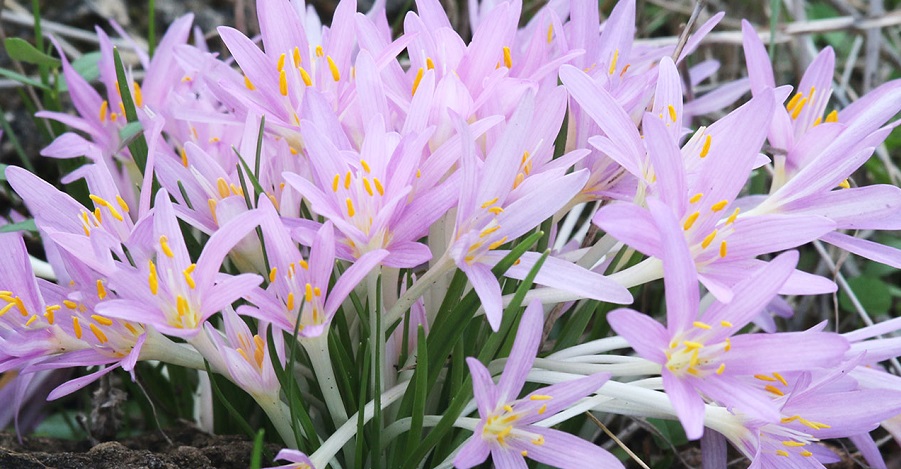 צילום: שרה גולד