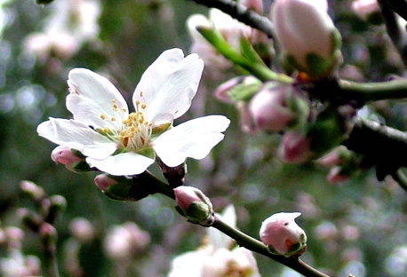ענף שקדיה.  צילום: יוליה אולשינסקי