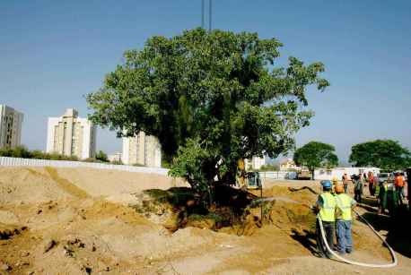 העתקת עץ שקמה. צילום: אמנון גוטמן