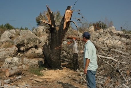 כריתת עץ שנפגע בשריפה. צילום: מיכאל חורי
