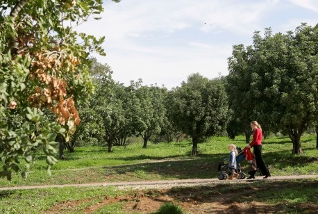 חלקת החרובים ביער חרובית. צילום: ארכיון צילומי קקל