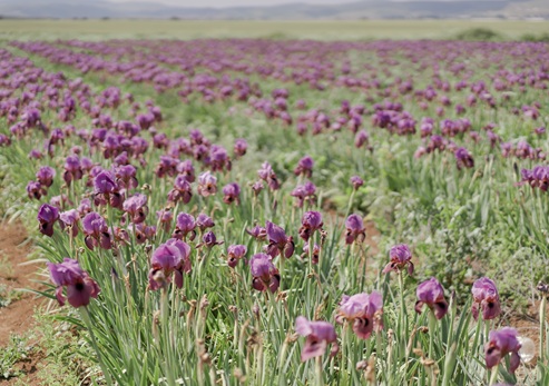 מרבד קסום של אירוס הגלבוע. צילום: Shutterstock