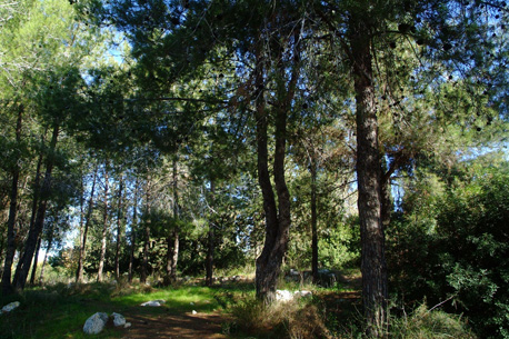 אילנות ביער בן שמן.  צילום: אבי חיון