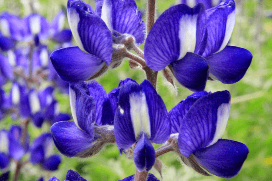 מבט מקרוב על פריחת תורמוס ההרים. צילום: יעקב שקולניק, ארכיון הצילומים של קק''ל