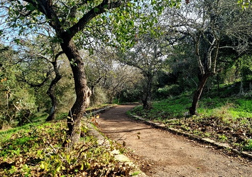 שביל נחל ציפורי - שביל שמשית. צילום: פנינה צייזלר, קק"ל