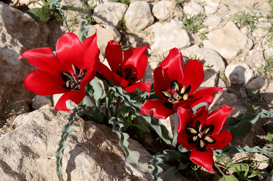 צבעוני ההרים. צילום: יעקב שקולניק, ארכיון הצילומים של קק''ל