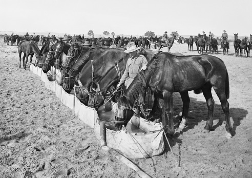 פרשים אוסטרלים וניו זילנדים בנגב המערבי בימי מלחמת העולם הראשונה