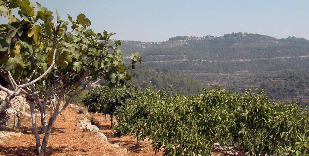 שביל הבעל בסטף - מטע תאנים. צילום: יעקב שקולניק, ארכיון הצילומים של קקל