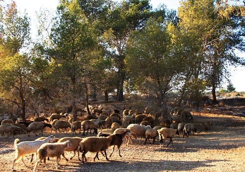 עדר כבשים רועה ביער בן שמן
