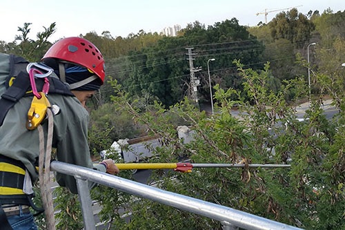הפלת תרמילים מהענפים. צילום: חגי יבלוביץ'