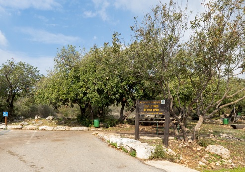 צילום: בוני שיינמן