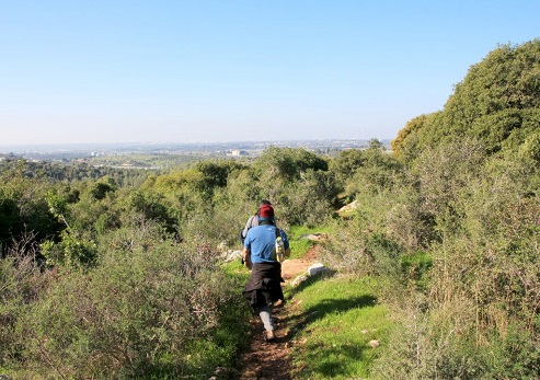 יער עירון. צילום: יעקב שקולניק, ארכיון הצילומים של קק"ל