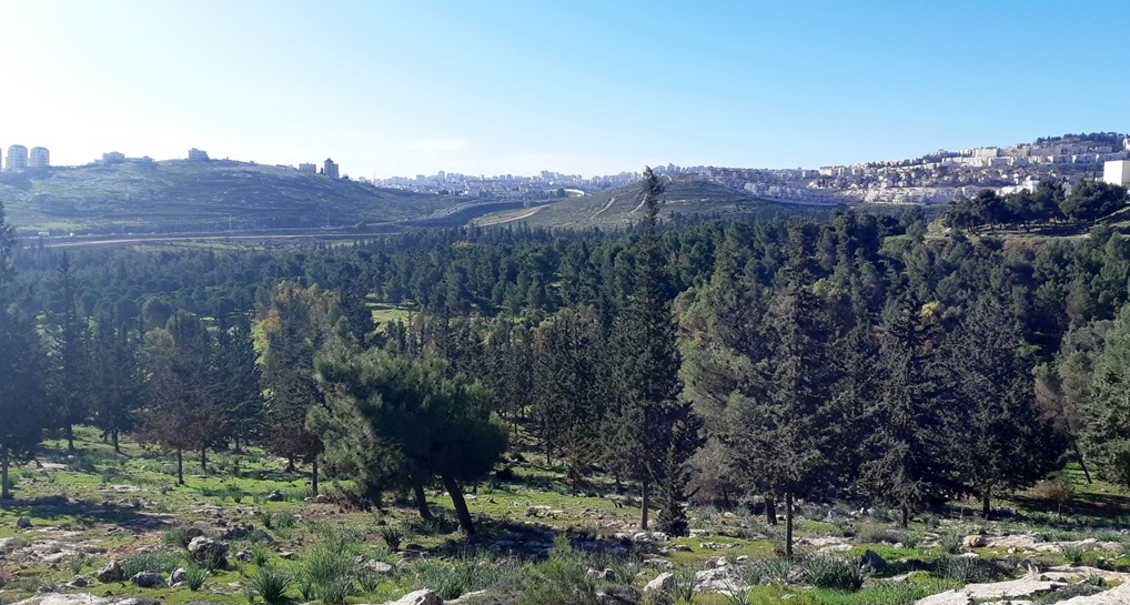 יער קהילתי פסגת זאב-נווה יעקב. צילום: קסניה ז'ורבין