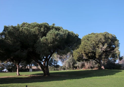 עצים מפוארים של עצי אורן הצנובר במדשאת הפארק. צילום: יעקב שקולניק, ארכיון הצילומים של קקל