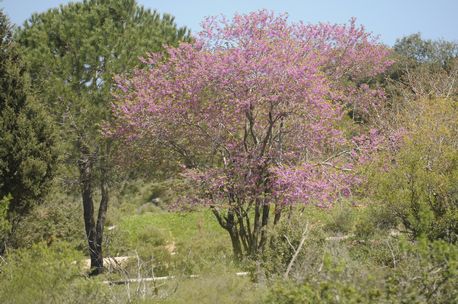 עצים בפארק עצמאות ארה''ב.  צילום: גיא אסייג