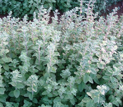 אזוב מצוי. צילום: מר ציון סימן טוב