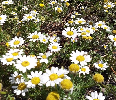 בַּבּוֹנָג דּוּ-גּוֹנִי. צילום: ד"ר יניב עובדיה