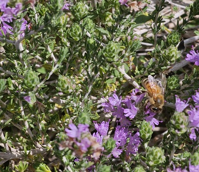 קוֹרָנִית מְקֻרְקֶפֶת. צילום: מר ציון סימן טוב