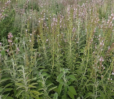 מַרְוָה מְשֻׁלֶּשֶׁת. צילום: מר ציון סימן טוב