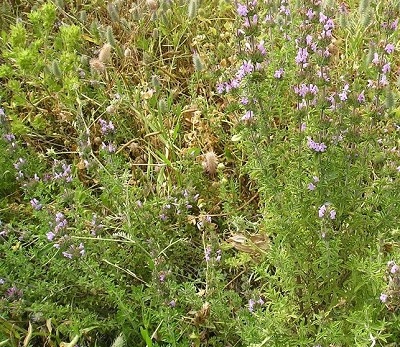 צַתְרָה וְרֻדָּה. צילום: מר ציון סימן טוב