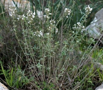 זוּטָה לְבָנָה. צילום: דר יניב עובדיה