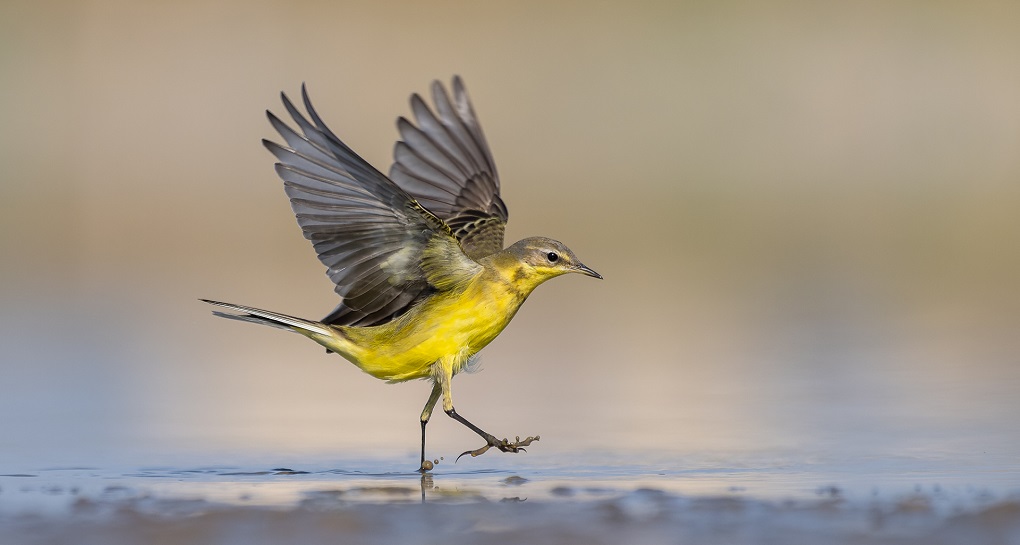 צילום: חן עין-דור