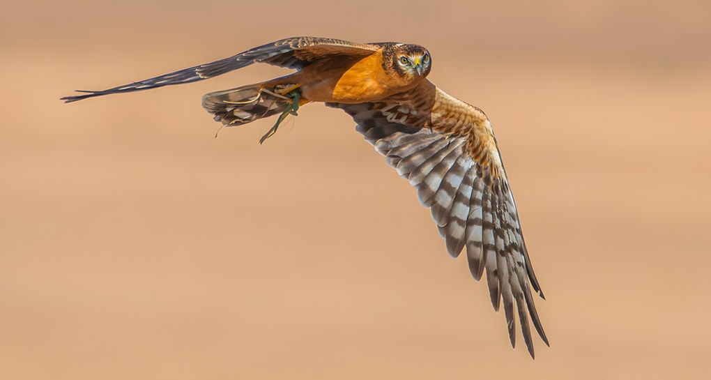 צילום: יגל ימין