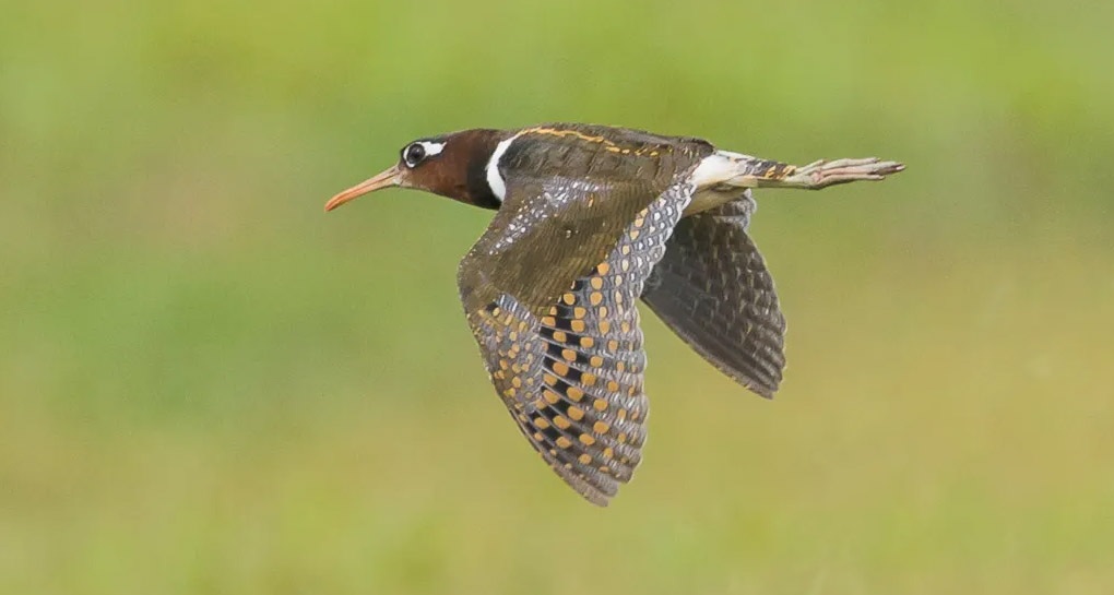 הדמיית AI - אסף שטרן